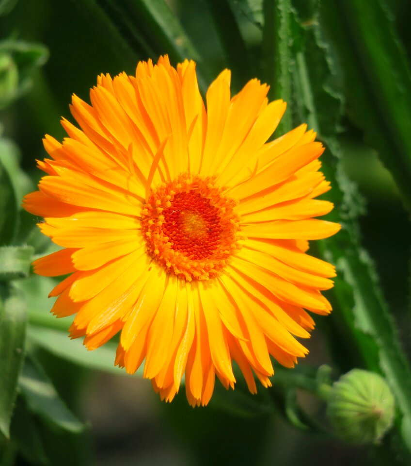 Summer petal bloom