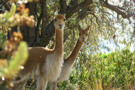 Peru pair animals