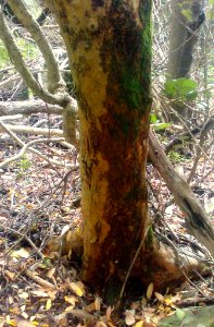 Z maurocenia trunk