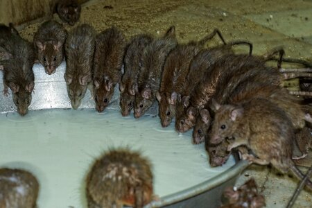 Cute rat milk