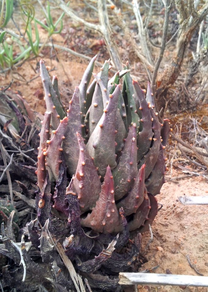 Z Sparsa hawortha pumila 4