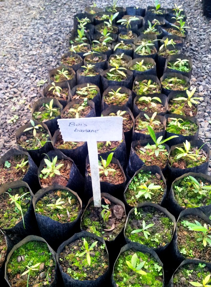 Z Bois banane - Gaertnera psychotroides - ferney nursery