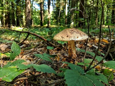 Amanita autumn nature
