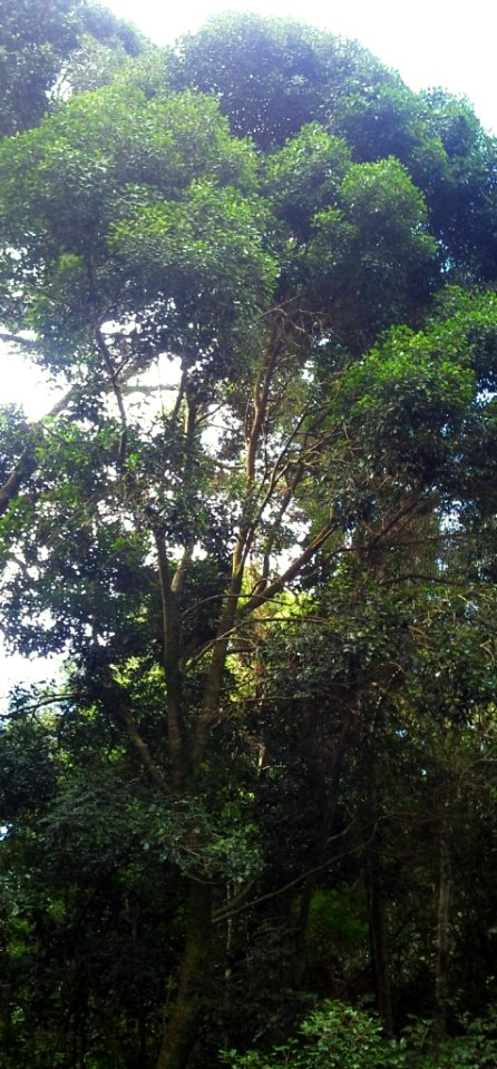 Z Black Ironwood - Olea capensis - Cape Town
