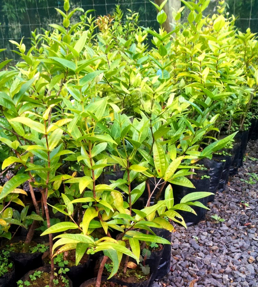 Z Bois de Canne seedlings - Warneckea trinervis - Ferney nursery