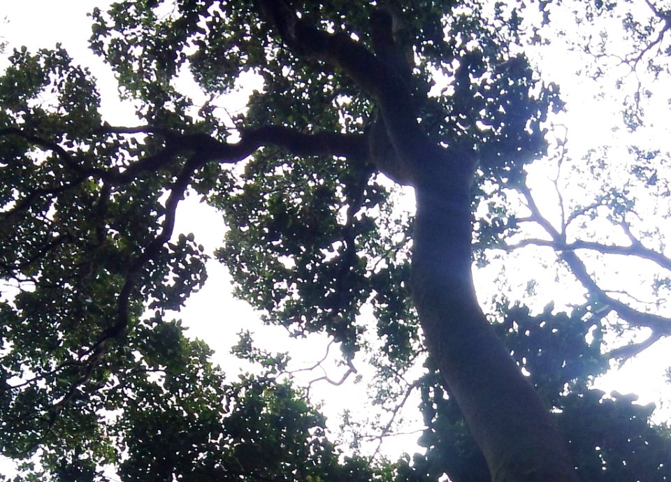 Z Assegai tree canopy - CT