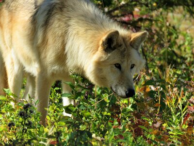 Hunting sniffing smelling