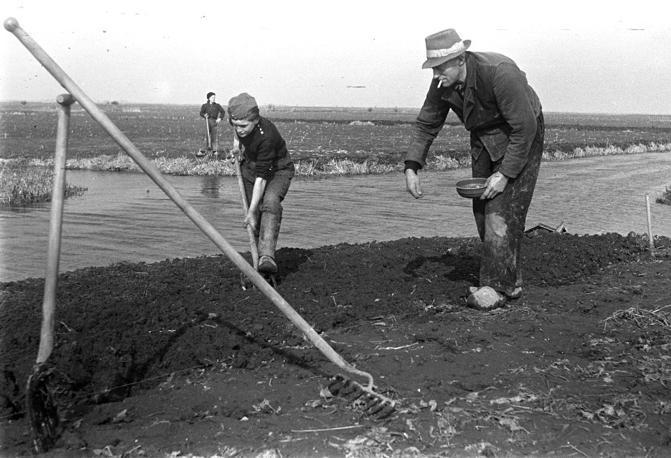 Zaaien, Bestanddeelnr 902-0982