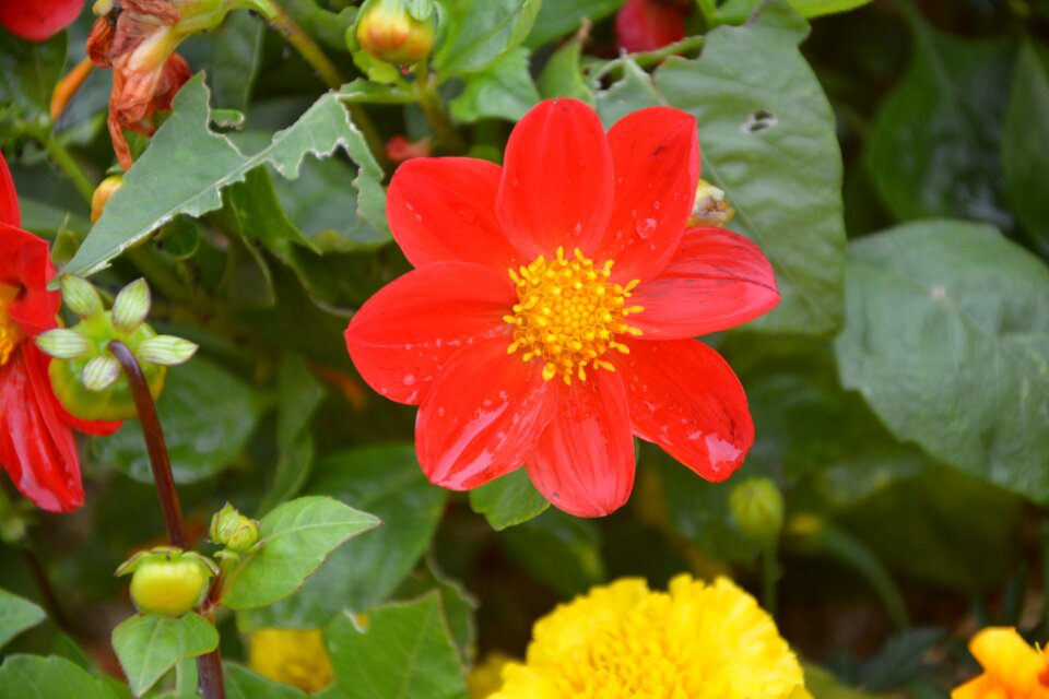 Garden flowers leaves