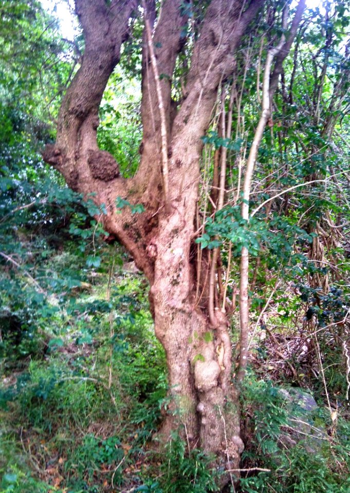 Z Canthium inerme - Groote Schuur indigenous forest Cape Town