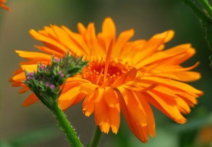 Summer garden bouquet