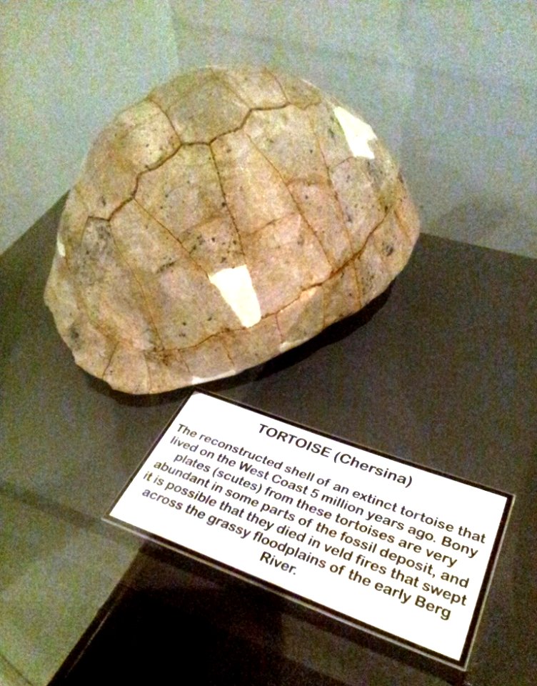 Z Chersina ancestor fossil - West Coast Fossil Park - South Africa