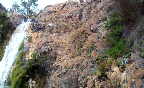 Z aloe perfoliatas on greyton cliff face 2