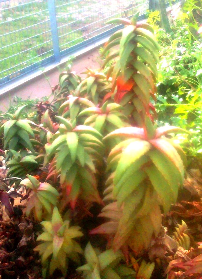 Z Aloe pearsonii - Stellenbosch botanical gardens 2