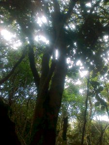 Z Canopy of Maurocenia tree - Hout Bay photo