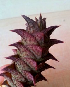 Z Astroloba corrugata branch - montagu 1