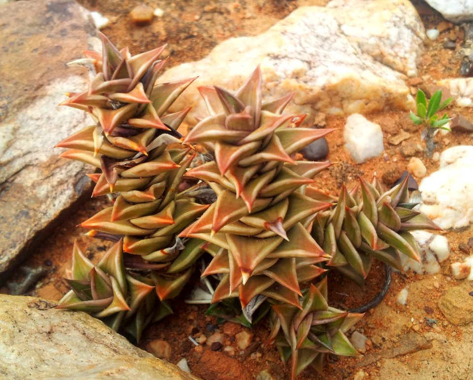 Z Astroloba robusta - gracile form