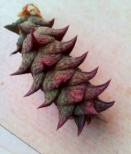 Z Astroloba corrugata branch - montagu 3