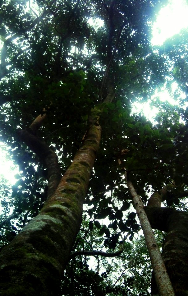 Z Assegai tree trunk - Curtisia - Kirstenbosch indigenous forest 1