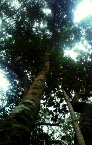 Z Assegai tree trunk - Curtisia - Kirstenbosch indigenous forest 1