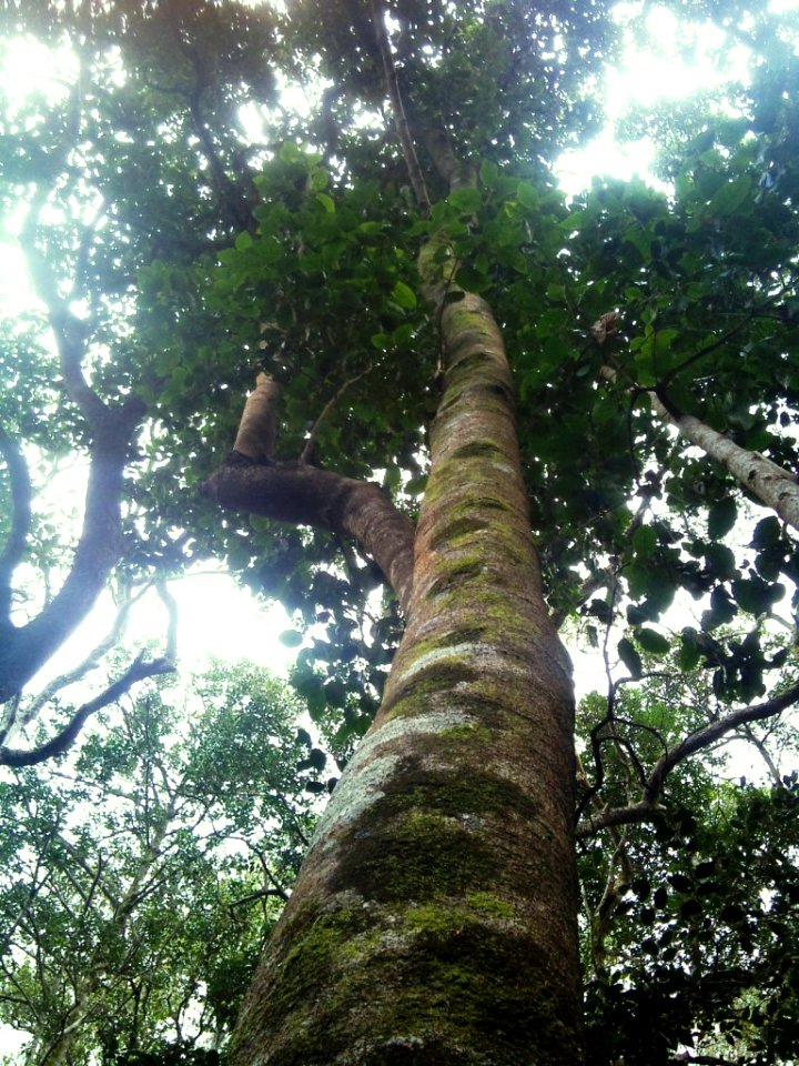 Z Assegai tree trunk - Curtisia - Kirstenbosch indigenous forest 3