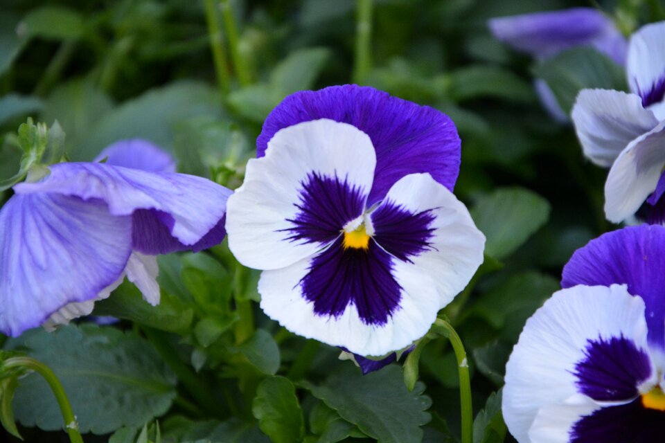 Purple flowers purple nature