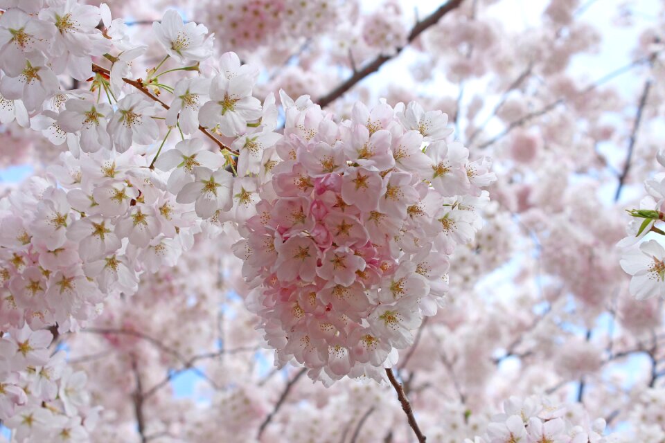 Sakura cherry blossoms spring high park