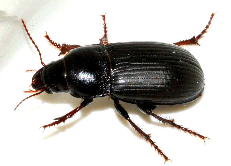 Zabrus-tenebrioides-01-fws