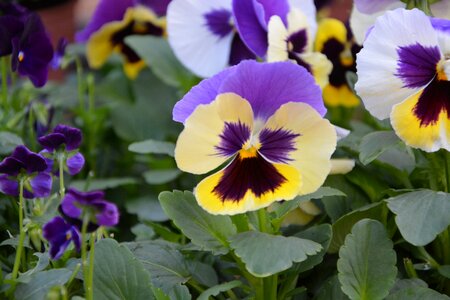 Plants flowering botany