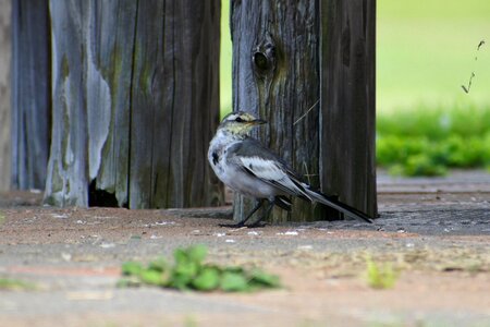 Flowers little bird high security level photo