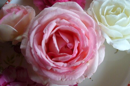 Pink rose blooms close up