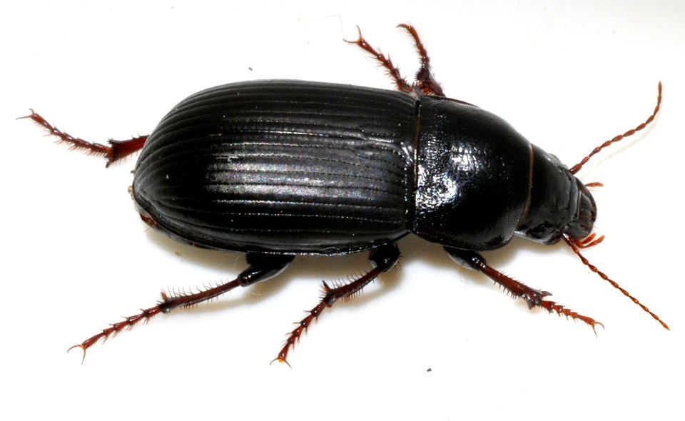 Zabrus-tenebrioides-05-fws