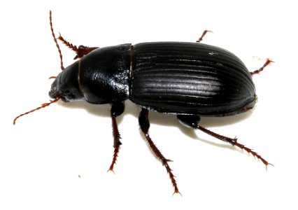 Zabrus-tenebrioides-08-fws