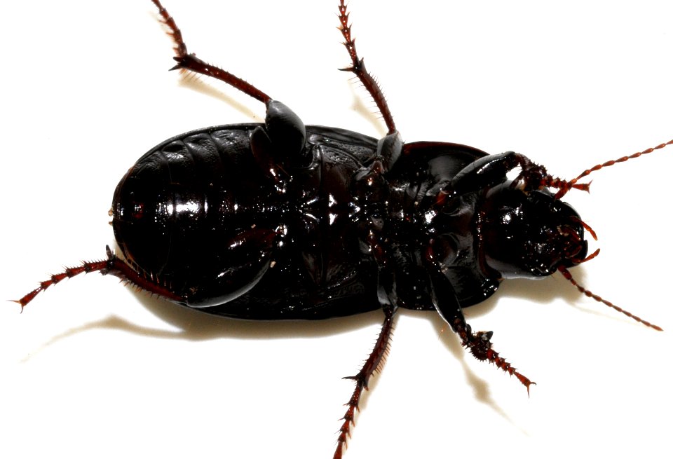 Zabrus-tenebrioides-02-fws