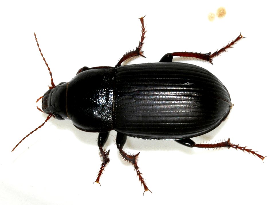 Zabrus-tenebrioides-03-fws