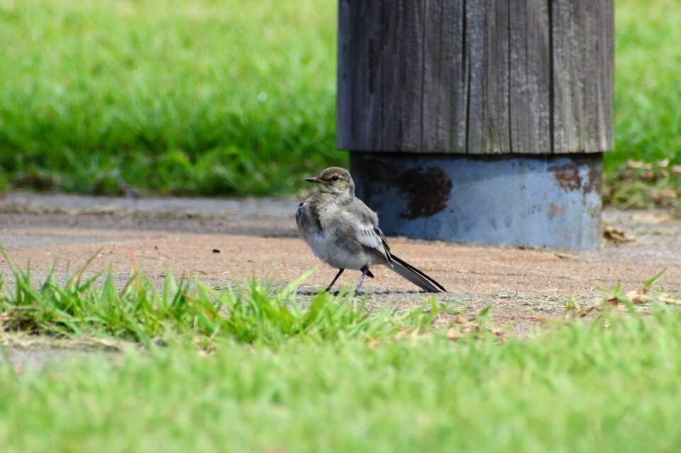 Grass little bird high security level