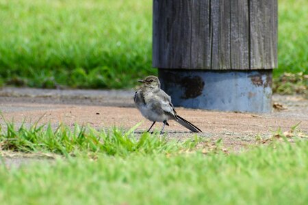 Grass little bird high security level photo