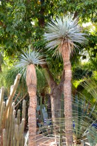 Yucca luminosa syn Yucca rigida (jardin Majorelle)