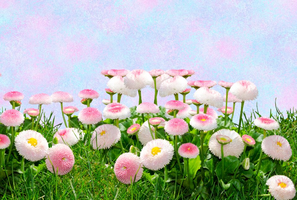 Pink flower nature pink flowers