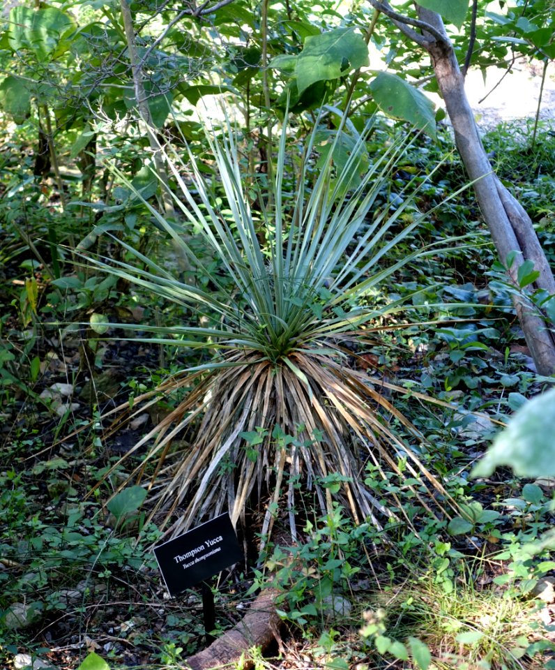 Yucca thompsoniana - Zilker Botanical Garden - Austin, Texas - DSC08745