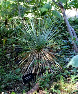 Yucca thompsoniana - Zilker Botanical Garden - Austin, Texas - DSC08745