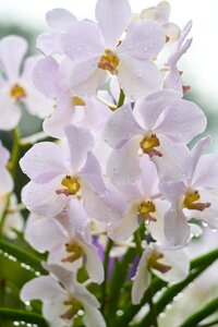 Nature spring beautiful