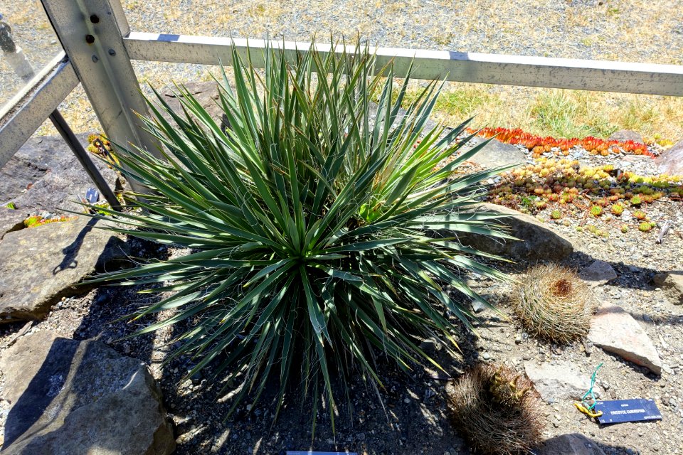 Yucca harrimaniae - UBC Botanical Garden - Vancouver, Canada - DSC08327
