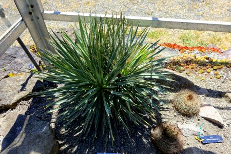 Yucca harrimaniae - UBC Botanical Garden - Vancouver, Canada - DSC08327