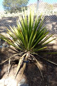 Yucca carnerosana - Leaning Pine Arboretum - DSC05576