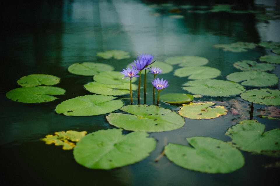 Violet flower autumn