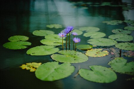 Violet flower autumn