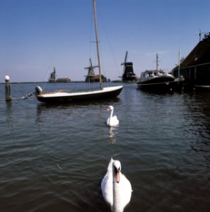 Zaanse Schans molens molens aan de Zaanse Schans, Bestanddeelnr 254-9715