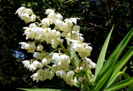Yucca gigantea (Yucca elephantipes) - Fruit and Spice Park - Homestead, Florida - DSC08921