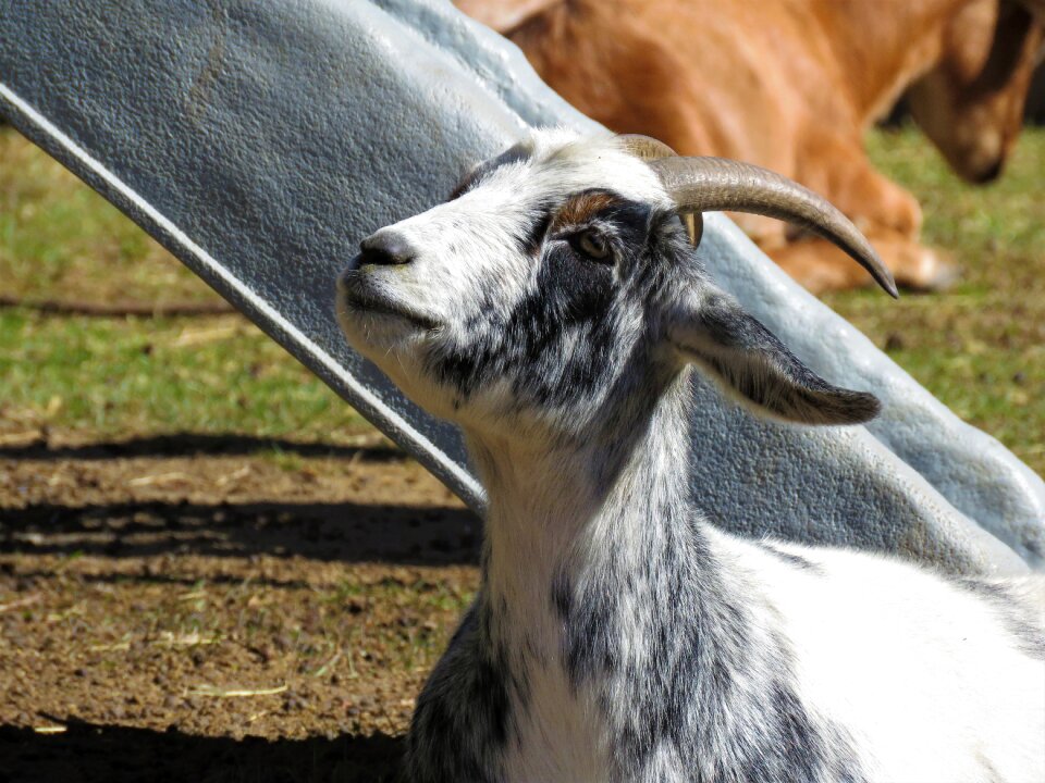 Animal farm horns